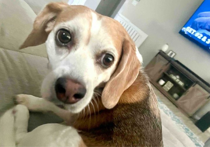 Gabby's beagle looking into the camera