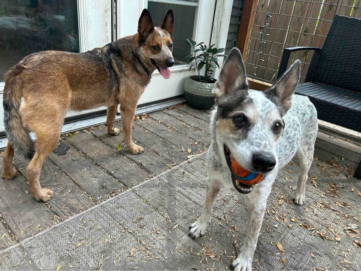 Two happy dogs in our care
